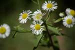 Daisy Flowers Small